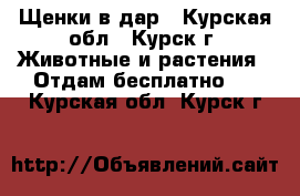 Щенки в дар - Курская обл., Курск г. Животные и растения » Отдам бесплатно   . Курская обл.,Курск г.